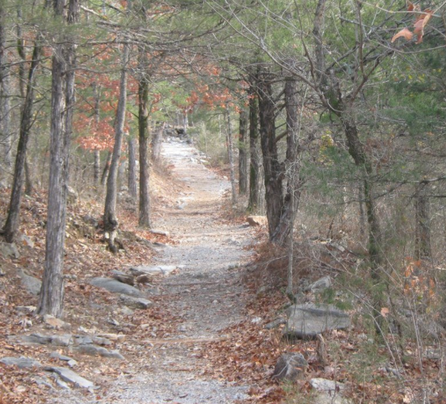 Wood in the fall